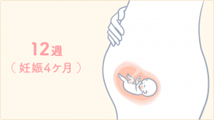 妊娠12週目